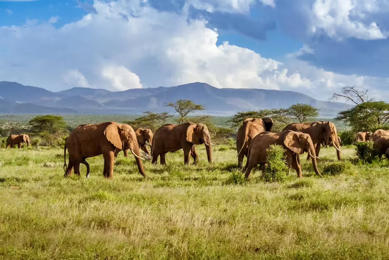 Circuit Afrique du Sud : Safari, Culture et Paysages d’Exception