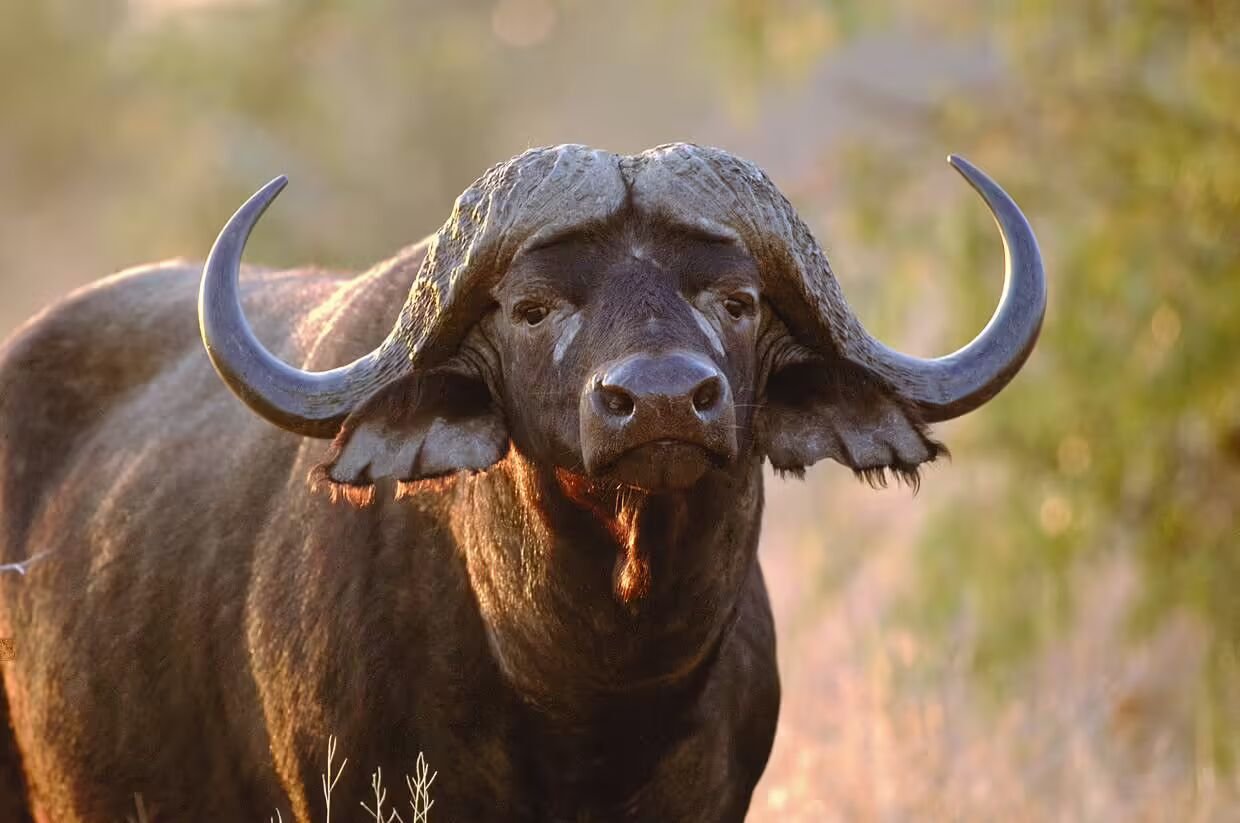Circuit Afrique du Sud : Safari, Culture et Paysages d’Exception