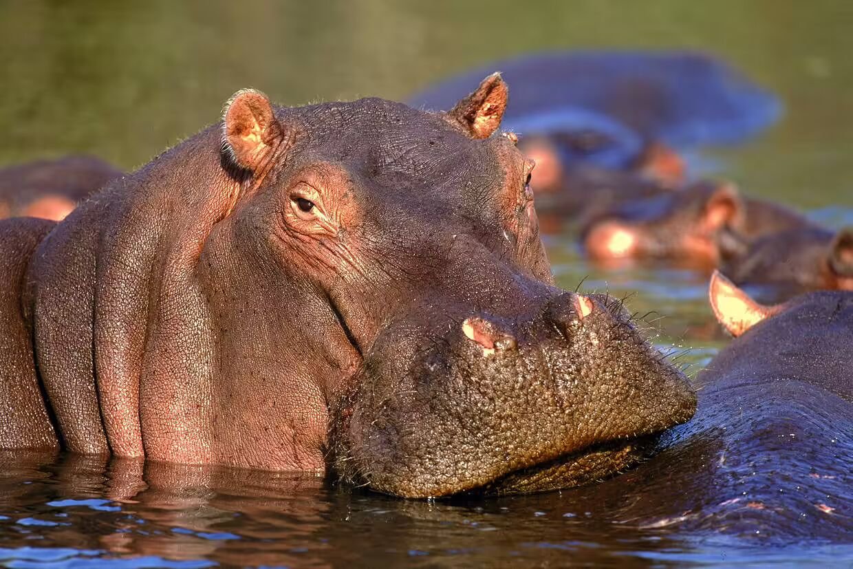 Circuit Afrique du Sud : Safari, Culture et Paysages d’Exception
