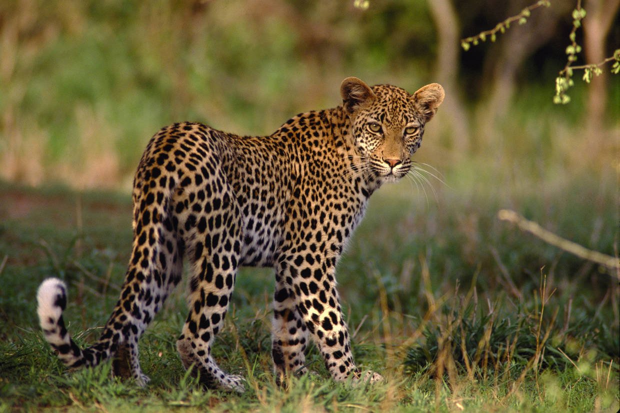 Circuit Afrique du Sud : Safari, Culture et Paysages d’Exception