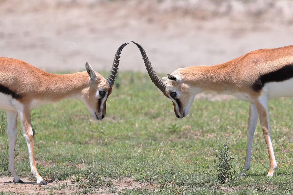 Circuit Safari dik-dik Tanzanie