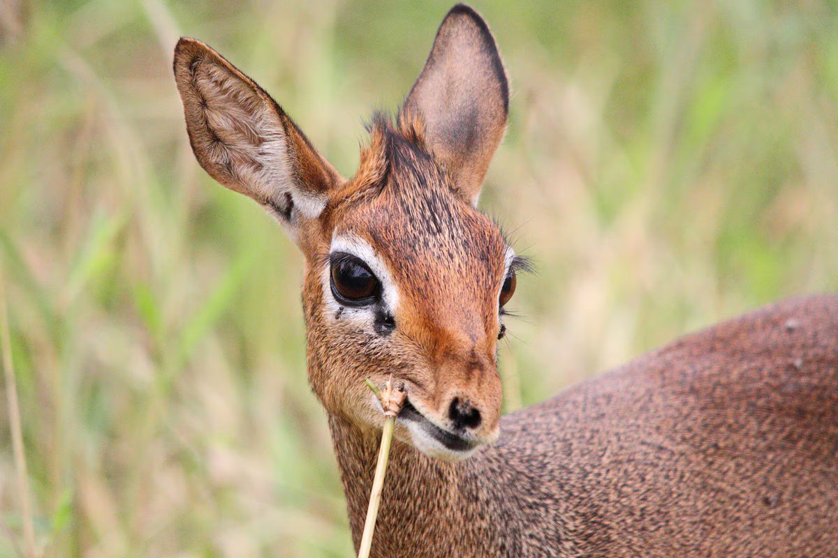 Circuit Safari dik-dik Tanzanie