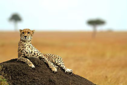 Circuit Safari Kilimandjaro + Extension balnéaire à Mombasa